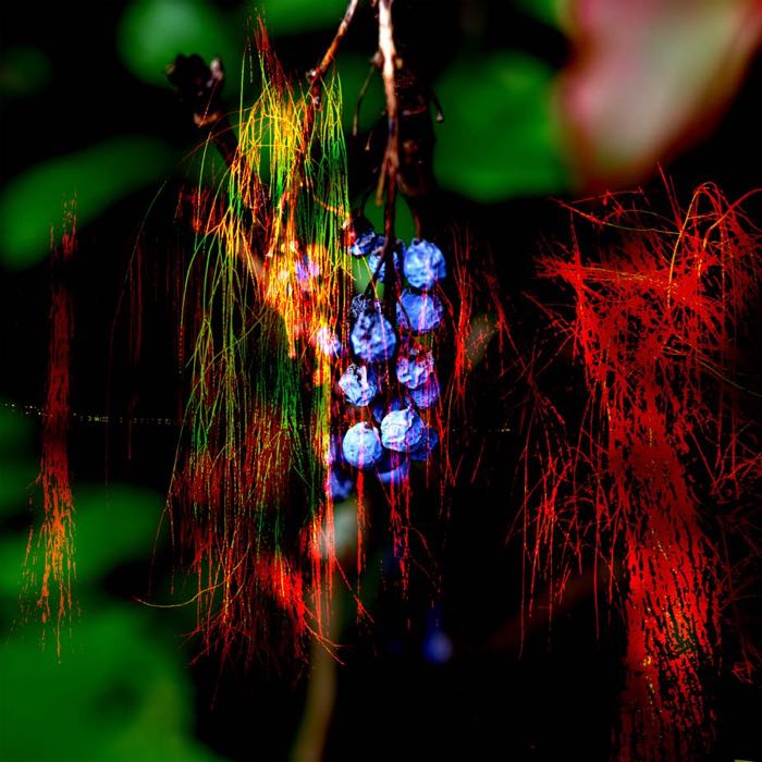 Blue berries red world